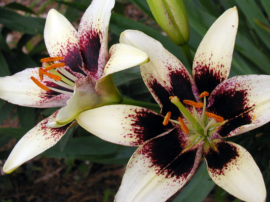 "Cappuccino" Tango lily (Asiatic hybrid). Photo by Bill Murray.