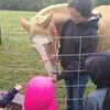 Nautica Brucker works with kindergarteners talking about her horse SAE